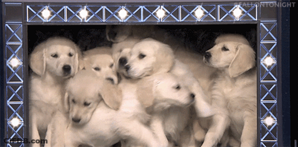 Playful Puppies Kiss Stage GIF
