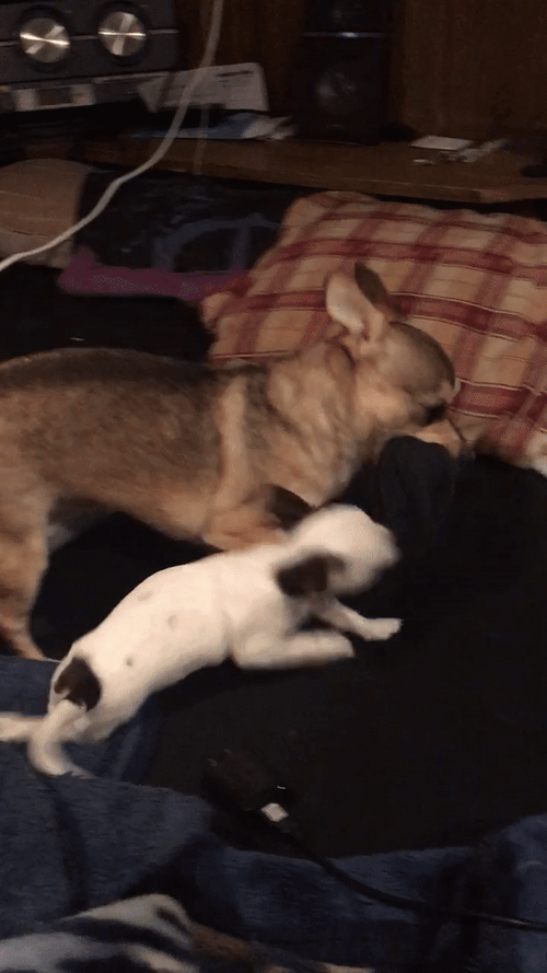 Playful Puppies Petty Fight GIF