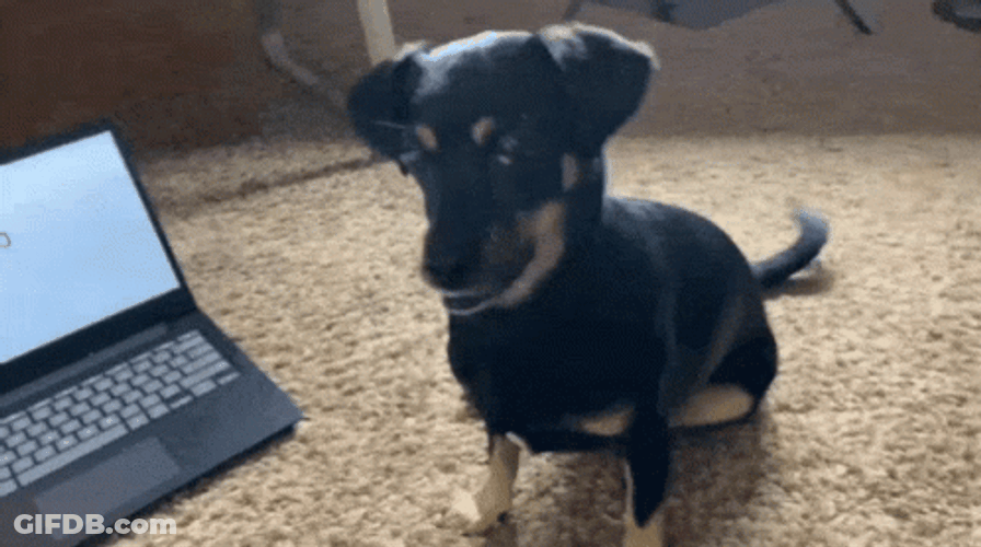 Playful Rolling Black Dog Chasing Tail GIF