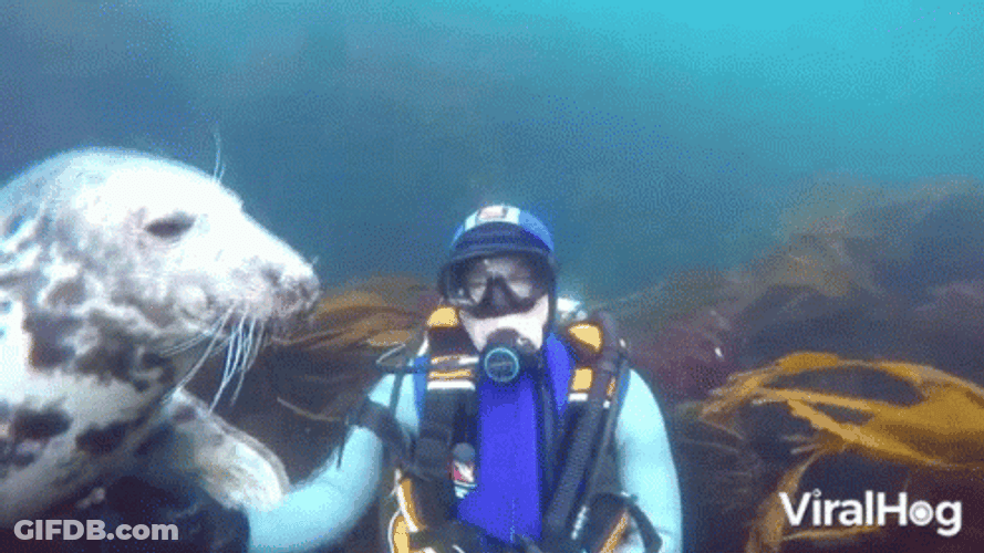 Playful Seal Northumberland Diving GIF