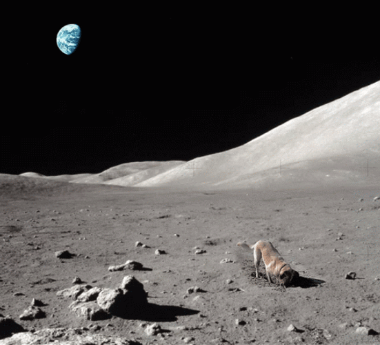 Playful Space Dog Moon GIF