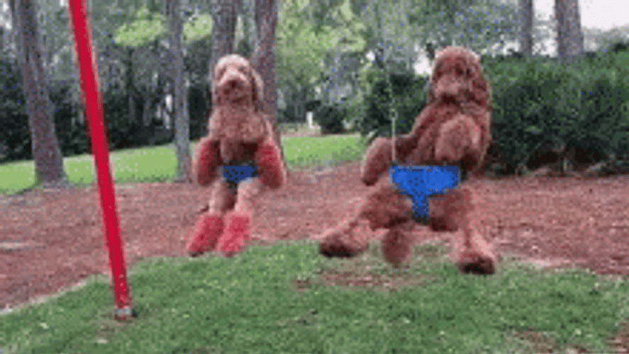 Playground Swing Dogs GIF