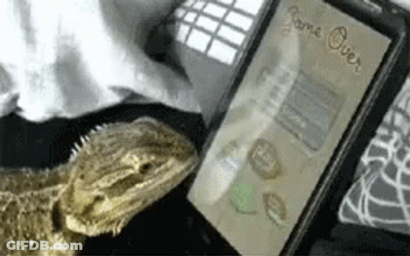Playing Bearded Dragon GIF