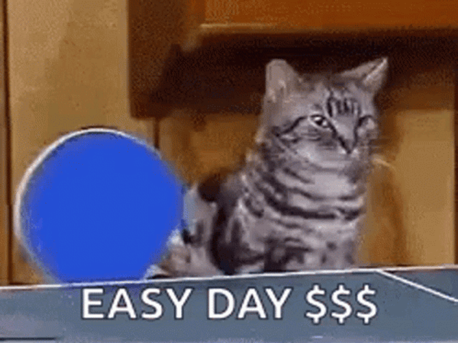 Playing Cat With Pickleball Meme GIF