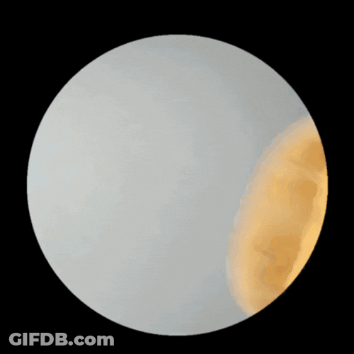 Playing Chicken Nugget GIF