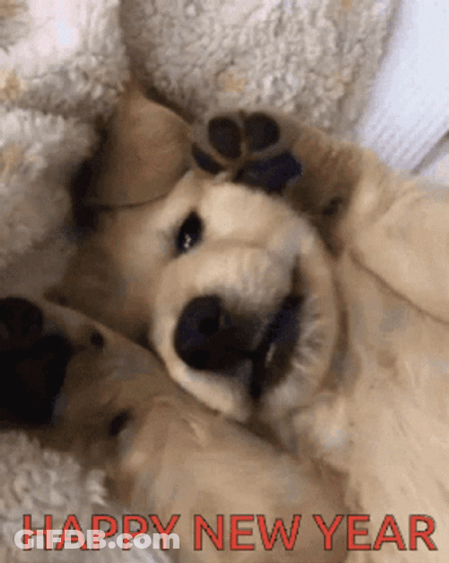 Playing Dog Cute Happy New Year GIF