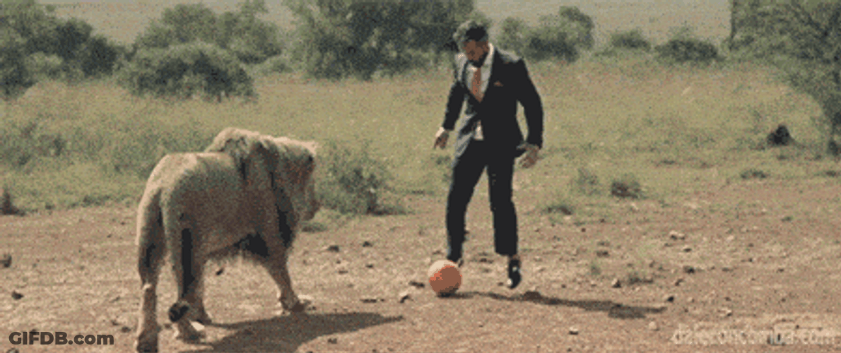 Playing Futbol Huge Male Lion GIF