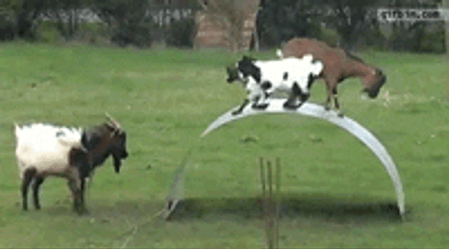 Playing Goat Animals GIF