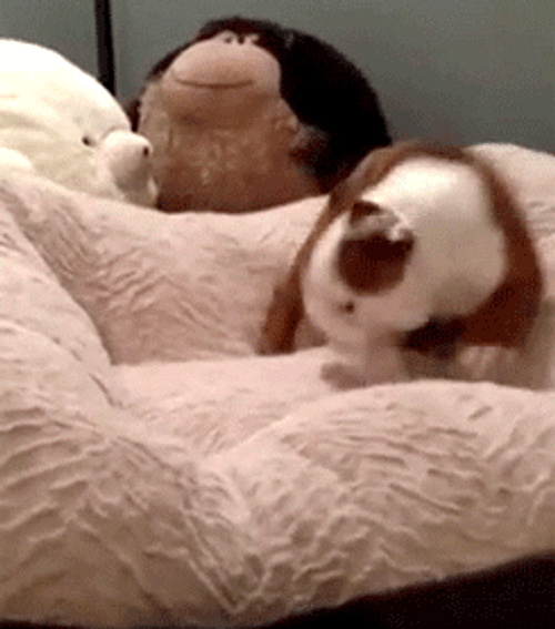 Playing Happy Dog Day GIF