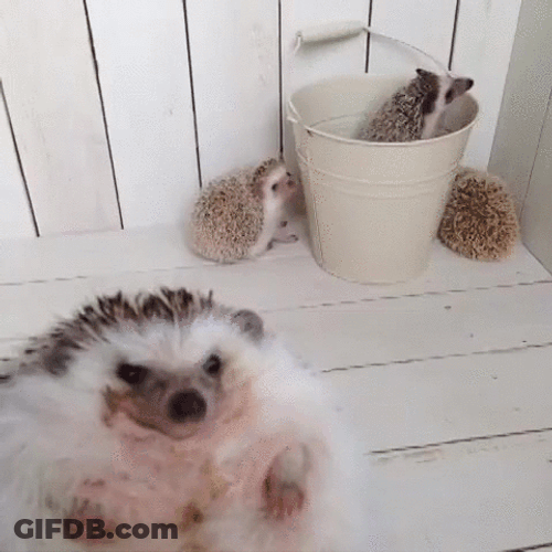 Playing Hedgehog Friends GIF