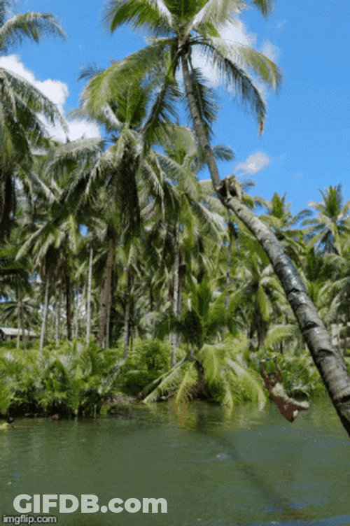 Playing On Coconut Tree GIF