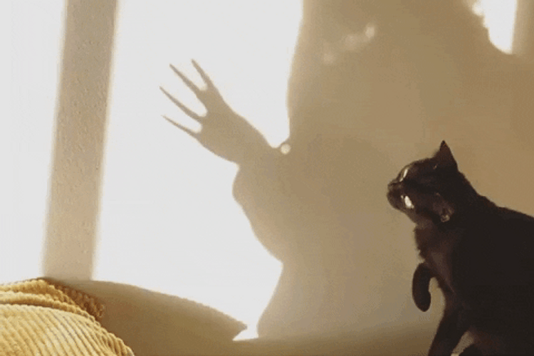 Playing Shadow Moving Cat GIF