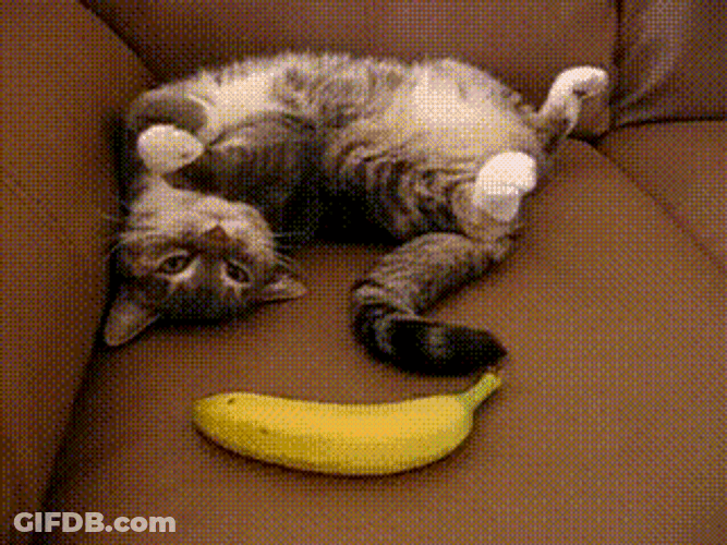 Playing Shock Banana Cat Meme GIF