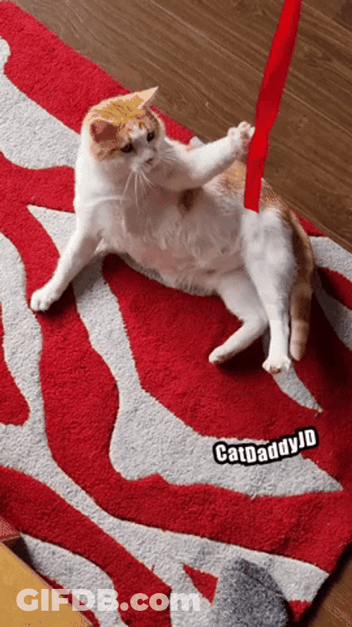 Playing Such Moving Cat GIF