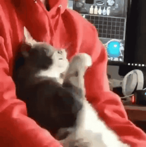 Playing Surprised Cat GIF
