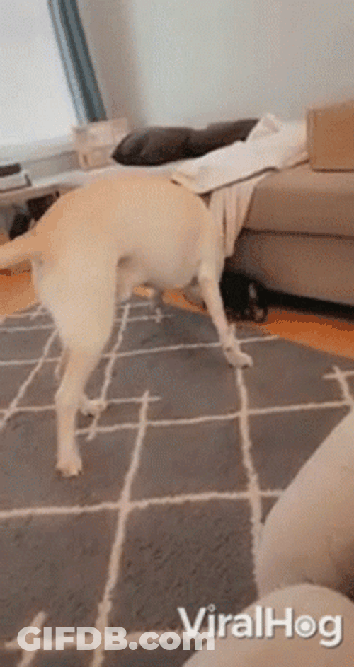 Playing Together Big Dawg GIF