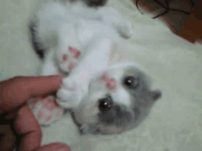 Playing With Kitten GIF