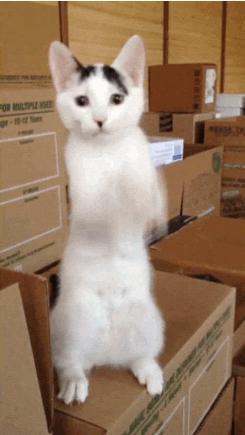 Pleading Cat Standing GIF