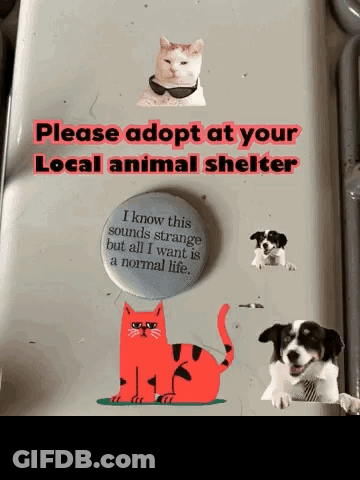 Please Adopt At Your Local Animal Shelter GIF