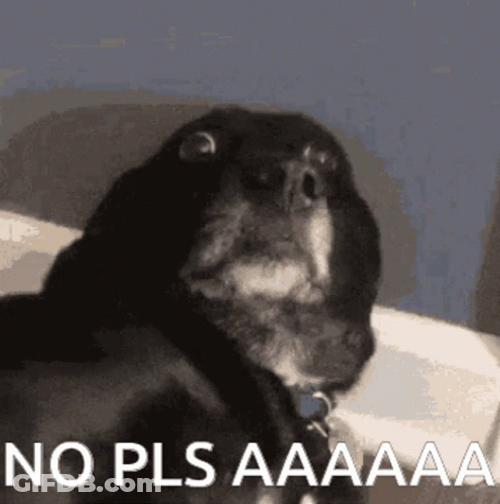 Please No Wide Eyes Dog GIF