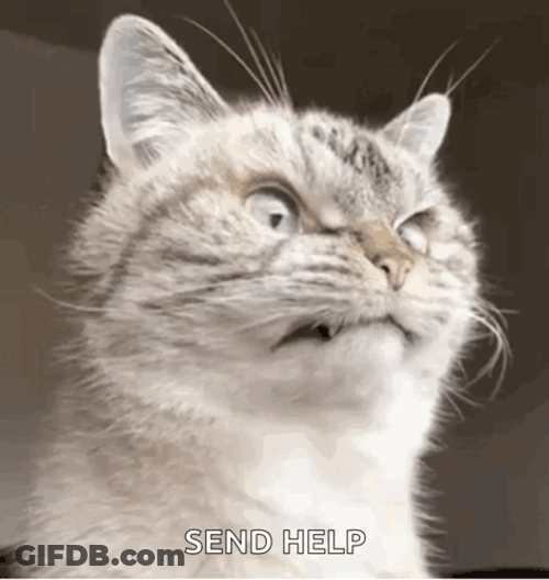 Please Send Help Of A Cat GIF