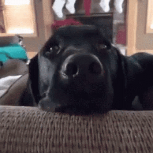Please Share Food Funny Dog GIF