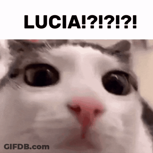 Plink Cat GIF