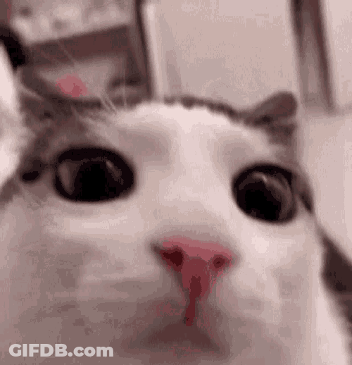 Plink Cat GIF