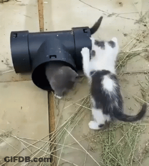 Plumber Bothered By Kittens GIF