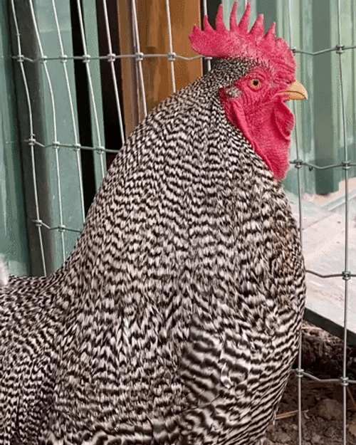 Plymouth Rock Chicken Crowing GIF