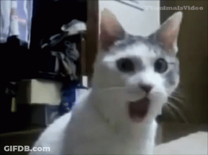 Pog Cat Jaw Drop GIF
