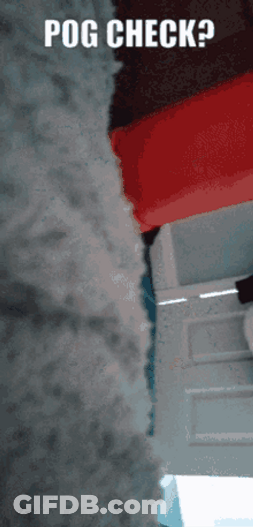 Pog Check Dog GIF