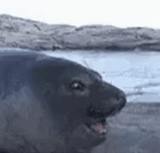Pog Reaction Of A Seal GIF