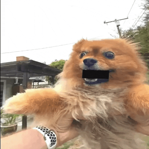 Point Of View Of Spinning Dog GIF