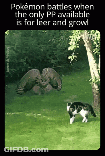 Pokemon Battles With Only Leer And Growl GIF