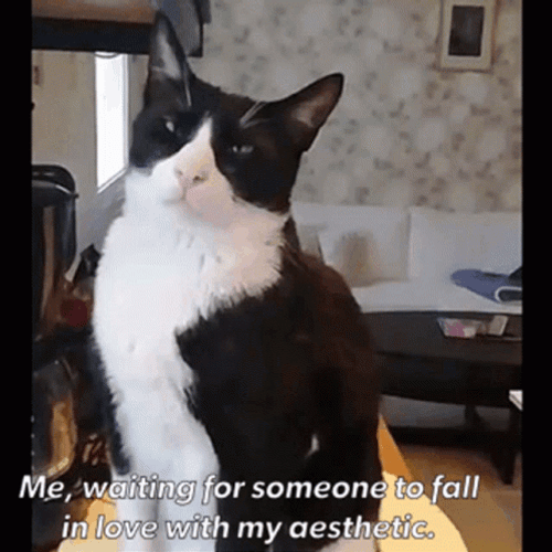 Poker Face Cat Waiting Patiently GIF