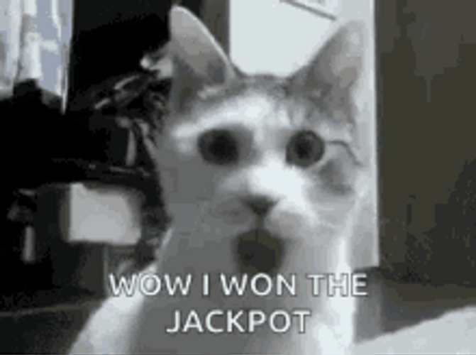 Pokies Slot Machine Wow Cat I Won The Jackpot GIF
