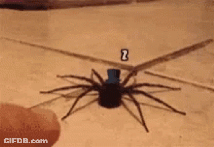 Poking Spider Jumpscare GIF
