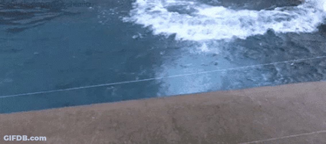 Polar Bear Asking What Year Is It GIF