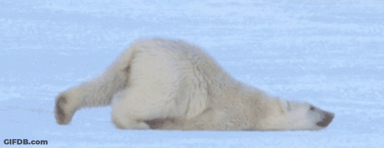 Polar Bear Being Lazy GIF
