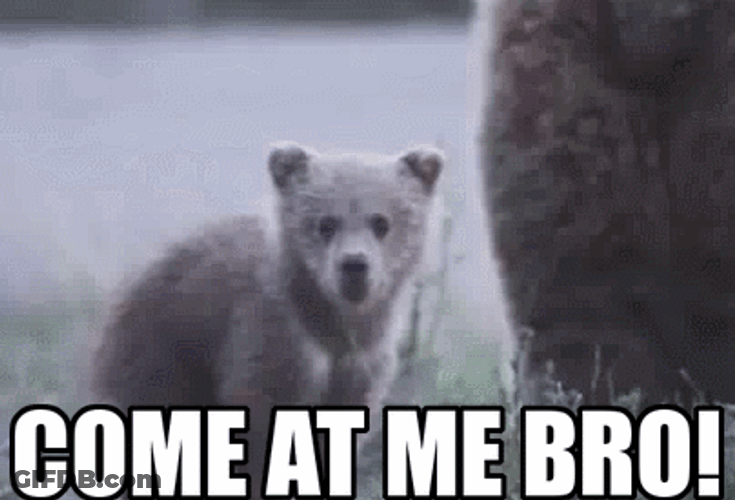 Polar Bear Come At Me Bro GIF