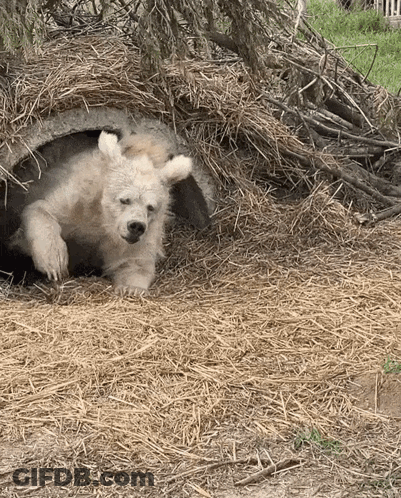 Polar Bear Cub Laying In Hay GIF