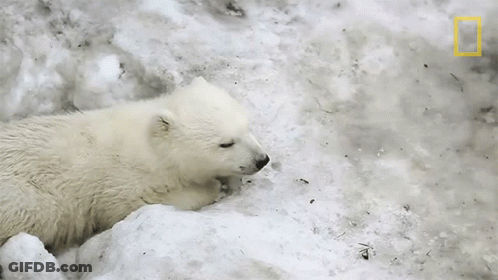 Polar Bear Cub Lying In Snow With National Geographic Logo GIF
