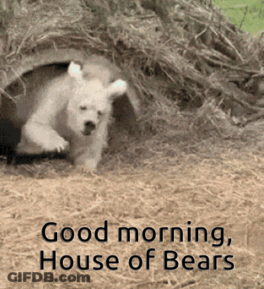 Polar Bear Cub Peeking Out Of Hole GIF