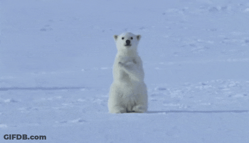 Polar Bear Cute Pose GIF