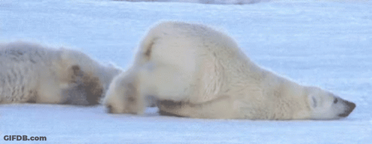 Polar Bear Dragging Its Body GIF