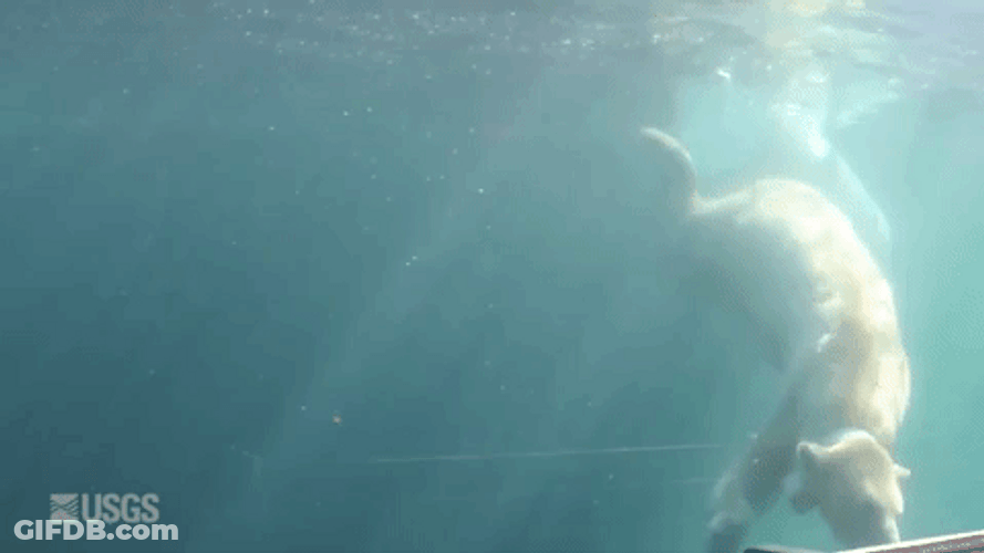 Polar Bear Happily Swim GIF
