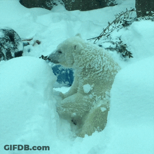 Polar Bear Have Fun Snow GIF