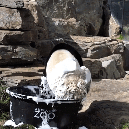 Polar Bear In A Tub Funny Animal GIF