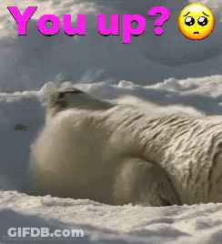 Polar Bear In Snow Saying You Up GIF